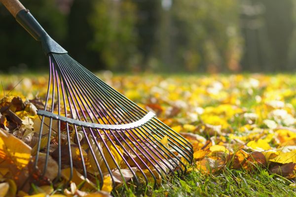 Leaf Cleanup Service in La Quinta