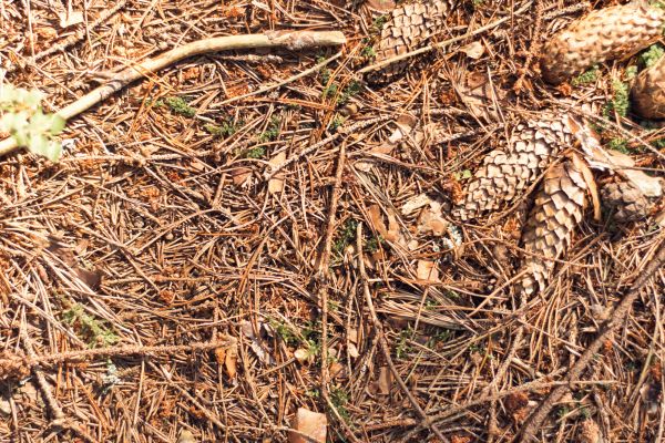 Pine Needles Removal in La Quinta