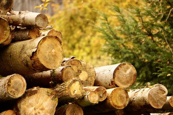 Wood Pile Removal in La Quinta