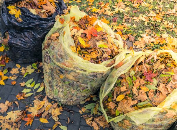 Yard Cleanup Service in La Quinta