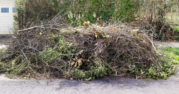 Tree Limb Cleanup in La Quinta