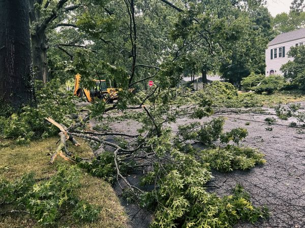 Tree Branch Disposal in La Quinta
