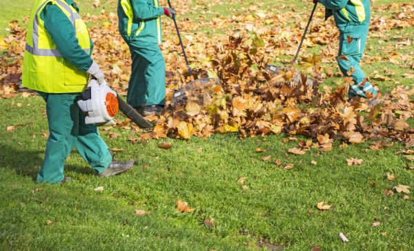 Leaf Maintenance in La Quinta
