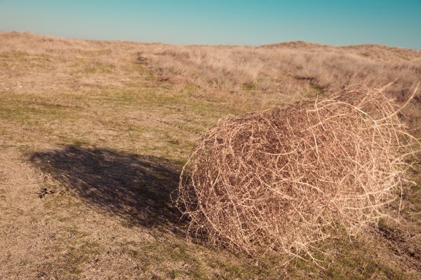 Tumbleweed Removal in La Quinta