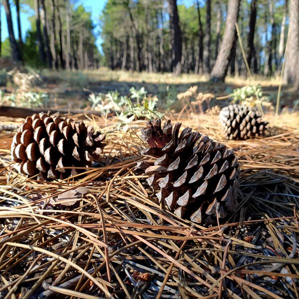 Pine Cone Removal in La Quinta