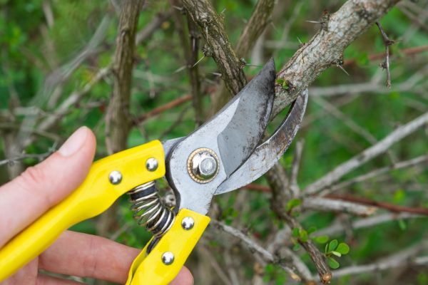 Limbs Removal in La Quinta