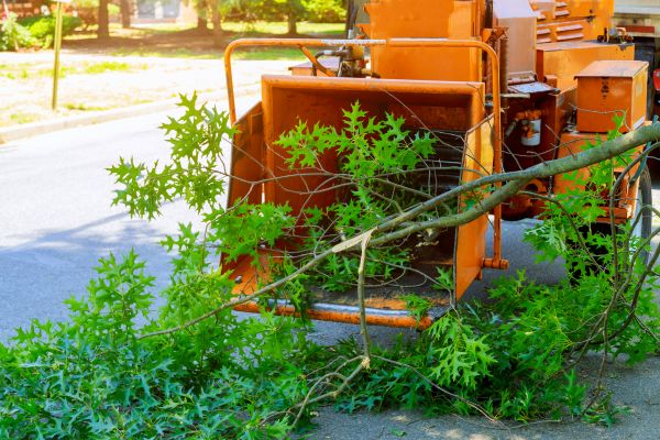 Tree Branches Removal in La Quinta