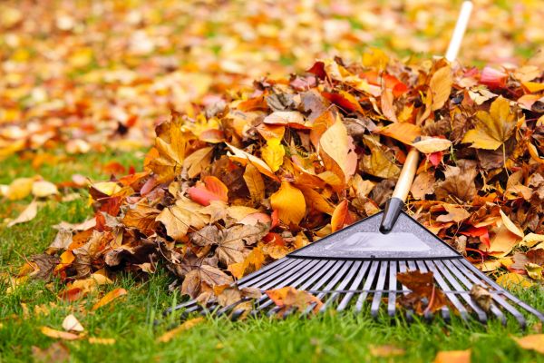 Yard Leaf Removal in La Quinta