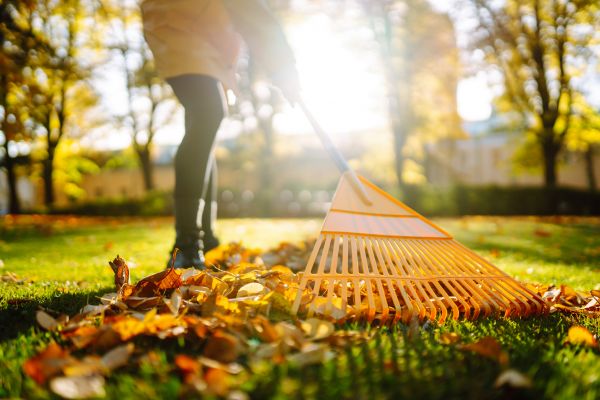 Leaves Raking in La Quinta