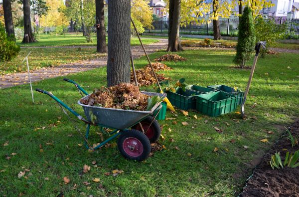 Leaf Clearing Service in La Quinta