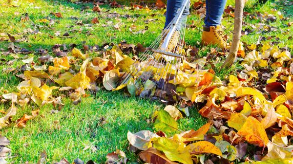 Lawn Cleanup Service in La Quinta