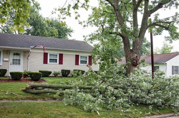 Fallen Branch Removal in La Quinta