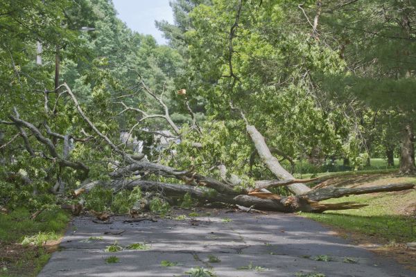 Tree Debris Removal in La Quinta